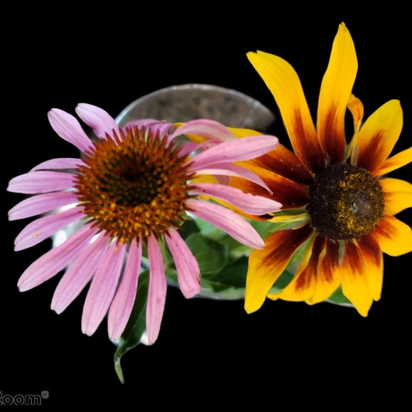 Hello I'm Meisch, 7.5 Yrs 5 Stars Trusted Ambassador - Picture 14 of 16